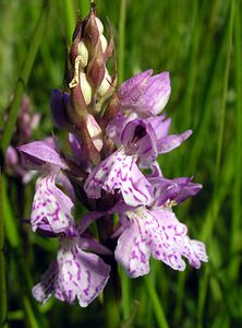 Dactylorhiza maculata (Orchidaceae)  - Dactylorhize maculé, Orchis tacheté, Orchis maculé - Heath Spotted-orchid Ardennes [France] 13/06/2006 - 350m