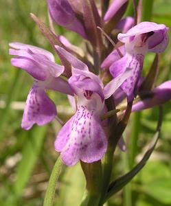 Dactylorhiza praetermissa (Orchidaceae)  - Dactylorhize négligé, Orchis négligé, Orchis oublié - Southern Marsh-orchid Aisne [France] 11/06/2006 - 120mparfois, comme ici on trouve cette esp?ce sur pelouse calcaire