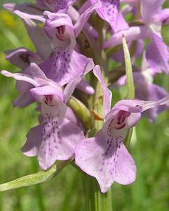 Dactylorhiza praetermissa (Orchidaceae)  - Dactylorhize négligé, Orchis négligé, Orchis oublié - Southern Marsh-orchid Aisne [France] 11/06/2006 - 130mparfois, comme ici on trouve cette esp?ce sur pelouse calcaire