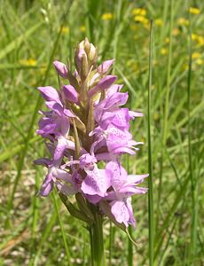 Dactylorhiza praetermissa (Orchidaceae)  - Dactylorhize négligé, Orchis négligé, Orchis oublié - Southern Marsh-orchid Aisne [France] 11/06/2006 - 130mparfois, comme ici on trouve cette esp?ce sur pelouse calcaire