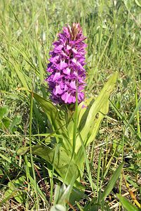 Dactylorhiza praetermissa (Orchidaceae)  - Dactylorhize négligé, Orchis négligé, Orchis oublié - Southern Marsh-orchid Nord [France] 17/06/2006 - 10m