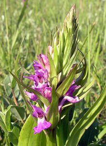 Dactylorhiza praetermissa (Orchidaceae)  - Dactylorhize négligé, Orchis négligé, Orchis oublié - Southern Marsh-orchid Nord [France] 17/06/2006 - 10m