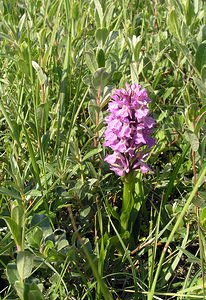 Dactylorhiza praetermissa (Orchidaceae)  - Dactylorhize négligé, Orchis négligé, Orchis oublié - Southern Marsh-orchid Nord [France] 17/06/2006 - 10m