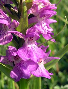 Dactylorhiza praetermissa (Orchidaceae)  - Dactylorhize négligé, Orchis négligé, Orchis oublié - Southern Marsh-orchid Nord [France] 17/06/2006 - 10m