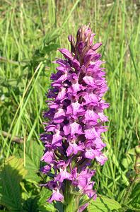 Dactylorhiza praetermissa (Orchidaceae)  - Dactylorhize négligé, Orchis négligé, Orchis oublié - Southern Marsh-orchid Nord [France] 17/06/2006 - 10m