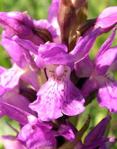 Dactylorhiza praetermissa (Orchidaceae)  - Dactylorhize négligé, Orchis négligé, Orchis oublié - Southern Marsh-orchid Nord [France] 17/06/2006 - 10m