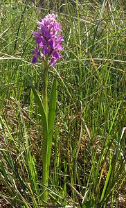 Dactylorhiza sphagnicola (Orchidaceae)  - Dactylorhize des sphaignes, Orchis des sphaignes Ardennes [France] 13/06/2006 - 350m