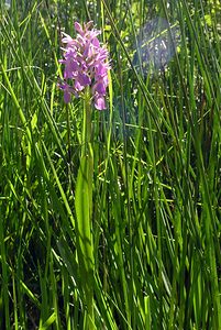 Dactylorhiza sphagnicola (Orchidaceae)  - Dactylorhize des sphaignes, Orchis des sphaignes Ardennes [France] 13/06/2006 - 350m