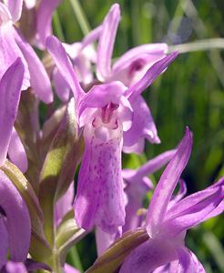 Dactylorhiza sphagnicola (Orchidaceae)  - Dactylorhize des sphaignes, Orchis des sphaignes Ardennes [France] 13/06/2006 - 350m