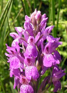 Dactylorhiza sphagnicola (Orchidaceae)  - Dactylorhize des sphaignes, Orchis des sphaignes Ardennes [France] 13/06/2006 - 320m