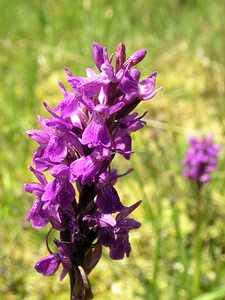 Dactylorhiza sphagnicola (Orchidaceae)  - Dactylorhize des sphaignes, Orchis des sphaignes Ardennes [France] 13/06/2006 - 320m