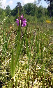 Dactylorhiza sphagnicola (Orchidaceae)  - Dactylorhize des sphaignes, Orchis des sphaignes Ardennes [France] 13/06/2006 - 320m