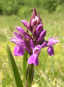 Dactylorhiza sphagnicola (Orchidaceae)  - Dactylorhize des sphaignes, Orchis des sphaignes Ardennes [France] 13/06/2006 - 320m