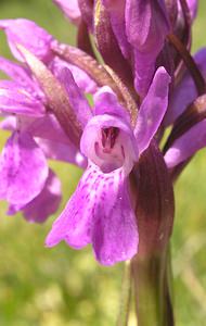 Dactylorhiza sphagnicola (Orchidaceae)  - Dactylorhize des sphaignes, Orchis des sphaignes Ardennes [France] 13/06/2006 - 320m