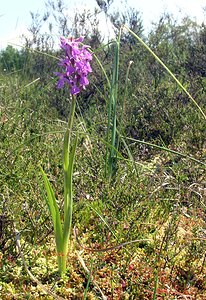 Dactylorhiza sphagnicola (Orchidaceae)  - Dactylorhize des sphaignes, Orchis des sphaignes Ardennes [France] 13/06/2006 - 460m