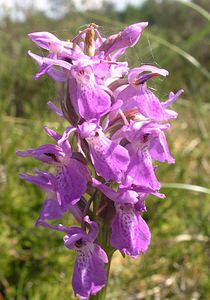 Dactylorhiza sphagnicola (Orchidaceae)  - Dactylorhize des sphaignes, Orchis des sphaignes Ardennes [France] 13/06/2006 - 460m