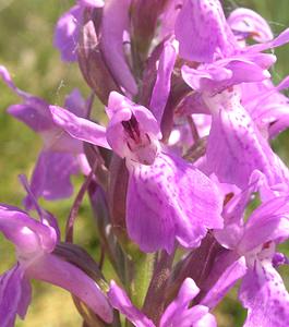 Dactylorhiza sphagnicola (Orchidaceae)  - Dactylorhize des sphaignes, Orchis des sphaignes Ardennes [France] 13/06/2006 - 460m