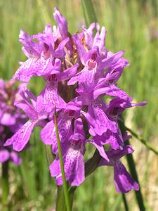 Dactylorhiza sphagnicola (Orchidaceae)  - Dactylorhize des sphaignes, Orchis des sphaignes Ardennes [France] 13/06/2006 - 460m