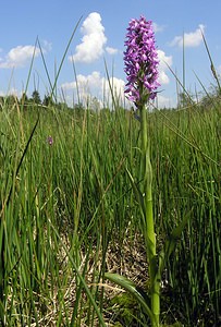 Dactylorhiza sphagnicola (Orchidaceae)  - Dactylorhize des sphaignes, Orchis des sphaignes Ardennes [France] 13/06/2006 - 460m