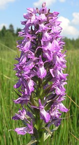 Dactylorhiza sphagnicola (Orchidaceae)  - Dactylorhize des sphaignes, Orchis des sphaignes Ardennes [France] 13/06/2006 - 460m