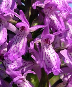 Dactylorhiza sphagnicola (Orchidaceae)  - Dactylorhize des sphaignes, Orchis des sphaignes Ardennes [France] 13/06/2006 - 460m