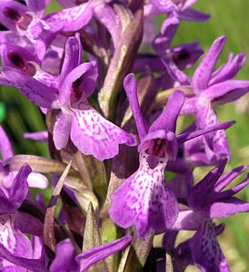 Dactylorhiza sphagnicola (Orchidaceae)  - Dactylorhize des sphaignes, Orchis des sphaignes Ardennes [France] 13/06/2006 - 460m