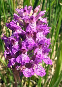 Dactylorhiza sphagnicola (Orchidaceae)  - Dactylorhize des sphaignes, Orchis des sphaignes Ardennes [France] 13/06/2006 - 460m