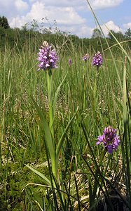 Dactylorhiza sphagnicola (Orchidaceae)  - Dactylorhize des sphaignes, Orchis des sphaignes Ardennes [France] 13/06/2006 - 460m