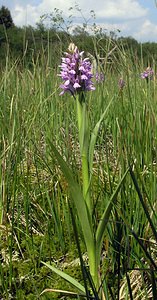 Dactylorhiza sphagnicola (Orchidaceae)  - Dactylorhize des sphaignes, Orchis des sphaignes Ardennes [France] 13/06/2006 - 460m