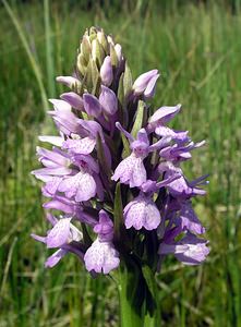 Dactylorhiza sphagnicola (Orchidaceae)  - Dactylorhize des sphaignes, Orchis des sphaignes Ardennes [France] 13/06/2006 - 460m