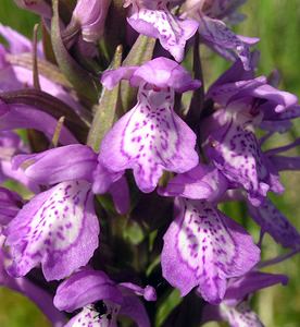 Dactylorhiza sphagnicola (Orchidaceae)  - Dactylorhize des sphaignes, Orchis des sphaignes Ardennes [France] 13/06/2006 - 460m