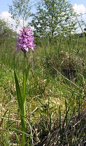 Dactylorhiza sphagnicola (Orchidaceae)  - Dactylorhize des sphaignes, Orchis des sphaignes Ardennes [France] 13/06/2006 - 460m