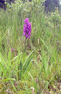 Dactylorhiza sphagnicola (Orchidaceae)  - Dactylorhize des sphaignes, Orchis des sphaignes Ardennes [France] 25/06/2006 - 320m