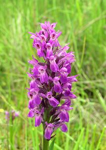 Dactylorhiza sphagnicola (Orchidaceae)  - Dactylorhize des sphaignes, Orchis des sphaignes Ardennes [France] 25/06/2006 - 320m