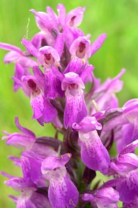 Dactylorhiza sphagnicola (Orchidaceae)  - Dactylorhize des sphaignes, Orchis des sphaignes Ardennes [France] 25/06/2006 - 320m