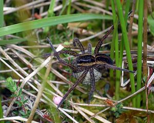 Dolomedes fimbriatus (Pisauridae)  - Dolomède des marais, Dolomède bordé - Raft Spider Ardennes [France] 25/06/2006 - 310m