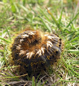 Euthrix potatoria (Lasiocampidae)  - Buveuse - Drinker Pas-de-Calais [France] 03/06/2006 - 100m