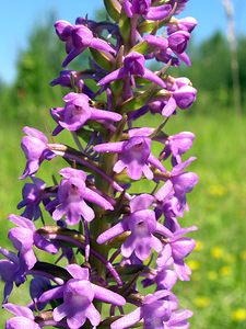 Gymnadenia conopsea (Orchidaceae)  - Gymnadénie moucheron, Orchis moucheron, Orchis moustique - Fragrant Orchid Aisne [France] 11/06/2006 - 120m