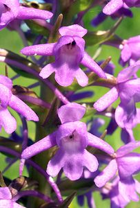 Gymnadenia conopsea (Orchidaceae)  - Gymnadénie moucheron, Orchis moucheron, Orchis moustique - Fragrant Orchid Aisne [France] 11/06/2006 - 120m