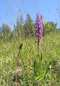 Gymnadenia conopsea (Orchidaceae)  - Gymnadénie moucheron, Orchis moucheron, Orchis moustique - Fragrant Orchid Aisne [France] 11/06/2006 - 120m