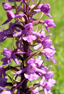 Gymnadenia conopsea (Orchidaceae)  - Gymnadénie moucheron, Orchis moucheron, Orchis moustique - Fragrant Orchid Aisne [France] 11/06/2006 - 120m