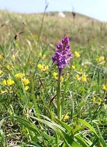 Gymnadenia conopsea (Orchidaceae)  - Gymnadénie moucheron, Orchis moucheron, Orchis moustique - Fragrant Orchid Pas-de-Calais [France] 03/06/2006 - 50m