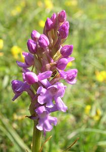 Gymnadenia conopsea (Orchidaceae)  - Gymnadénie moucheron, Orchis moucheron, Orchis moustique - Fragrant Orchid Pas-de-Calais [France] 03/06/2006 - 50m