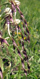 Himantoglossum hircinum (Orchidaceae)  - Himantoglosse bouc, Orchis bouc, Himantoglosse à odeur de bouc - Lizard Orchid Aisne [France] 11/06/2006 - 120m