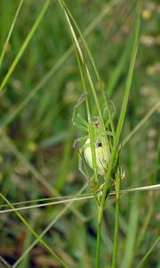 Micrommata virescens (Sparassidae)  - Micrommate émeraude - Green Spider Ardennes [France] 25/06/2006 - 310m