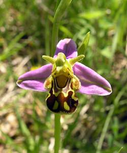 Ophrys apifera (Orchidaceae)  - Ophrys abeille - Bee Orchid Aisne [France] 11/06/2006 - 110m