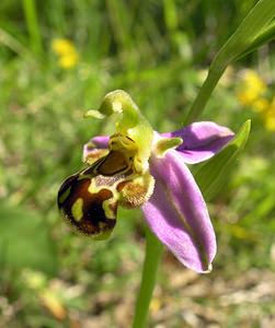 Ophrys apifera (Orchidaceae)  - Ophrys abeille - Bee Orchid Aisne [France] 11/06/2006 - 110m