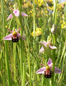 Ophrys apifera (Orchidaceae)  - Ophrys abeille - Bee Orchid Nord [France] 17/06/2006