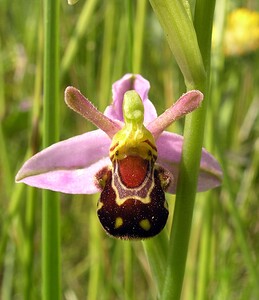 Ophrys apifera (Orchidaceae)  - Ophrys abeille - Bee Orchid Nord [France] 17/06/2006