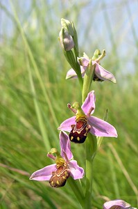 Ophrys apifera (Orchidaceae)  - Ophrys abeille - Bee Orchid Nord [France] 17/06/2006